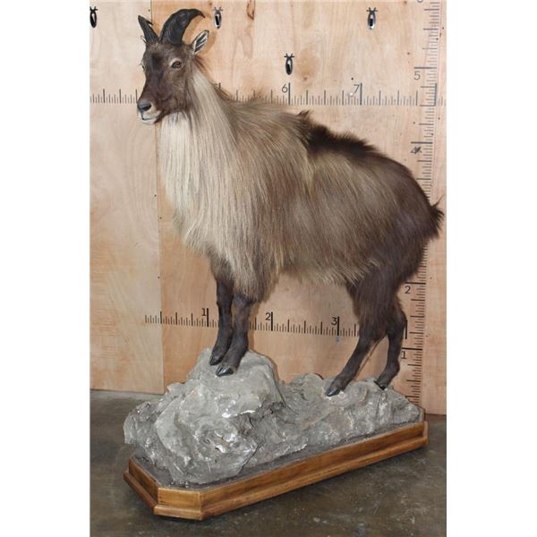 Life-sized TAHR on a Rocky Base with Wheels