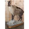 Image 1 : Life-sized TAHR on a Rocky Base with Wheels