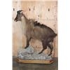 Image 2 : Life-sized TAHR on a Rocky Base with Wheels