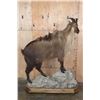Image 5 : Life-sized TAHR on a Rocky Base with Wheels
