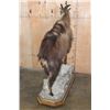 Image 6 : Life-sized TAHR on a Rocky Base with Wheels