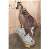 Image 7 : Life-sized TAHR on a Rocky Base with Wheels