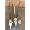 Image 10 : *TEXAS RESIDENTS ONLY* (2) Scimitar Horned ORYX Skulls and (1) Scimitar Horned ORYX Horns on a Skull