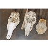 Image 11 : *TEXAS RESIDENTS ONLY* (2) Scimitar Horned ORYX Skulls and (1) Scimitar Horned ORYX Horns on a Skull
