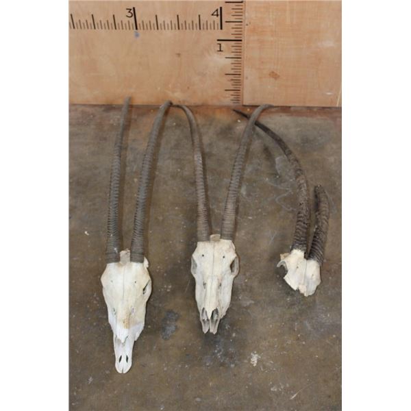 *TEXAS RESIDENTS ONLY* (2) Scimitar Horned ORYX Skulls and (1) Scimitar Horned ORYX Horns on a Skull