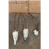 Image 1 : *TEXAS RESIDENTS ONLY* (2) Scimitar Horned ORYX Skulls and (1) Scimitar Horned ORYX Horns on a Skull