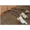 Image 2 : *TEXAS RESIDENTS ONLY* (2) Scimitar Horned ORYX Skulls and (1) Scimitar Horned ORYX Horns on a Skull