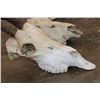 Image 4 : *TEXAS RESIDENTS ONLY* (2) Scimitar Horned ORYX Skulls and (1) Scimitar Horned ORYX Horns on a Skull