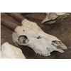 Image 5 : *TEXAS RESIDENTS ONLY* (2) Scimitar Horned ORYX Skulls and (1) Scimitar Horned ORYX Horns on a Skull