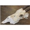 Image 6 : *TEXAS RESIDENTS ONLY* (2) Scimitar Horned ORYX Skulls and (1) Scimitar Horned ORYX Horns on a Skull