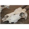 Image 7 : *TEXAS RESIDENTS ONLY* (2) Scimitar Horned ORYX Skulls and (1) Scimitar Horned ORYX Horns on a Skull