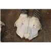 Image 8 : *TEXAS RESIDENTS ONLY* (2) Scimitar Horned ORYX Skulls and (1) Scimitar Horned ORYX Horns on a Skull
