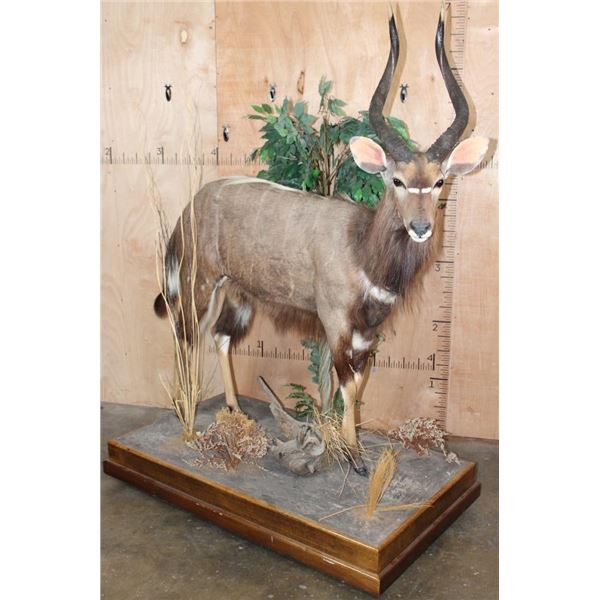 Big Life-sized NYALA on a Decorative Base with Wheels