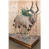 Image 1 : Big Life-sized NYALA on a Decorative Base with Wheels
