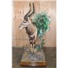 Image 3 : Big Life-sized NYALA on a Decorative Base with Wheels