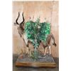 Image 6 : Big Life-sized NYALA on a Decorative Base with Wheels