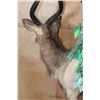 Image 7 : Big Life-sized NYALA on a Decorative Base with Wheels