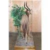 Image 9 : Big Life-sized NYALA on a Decorative Base with Wheels