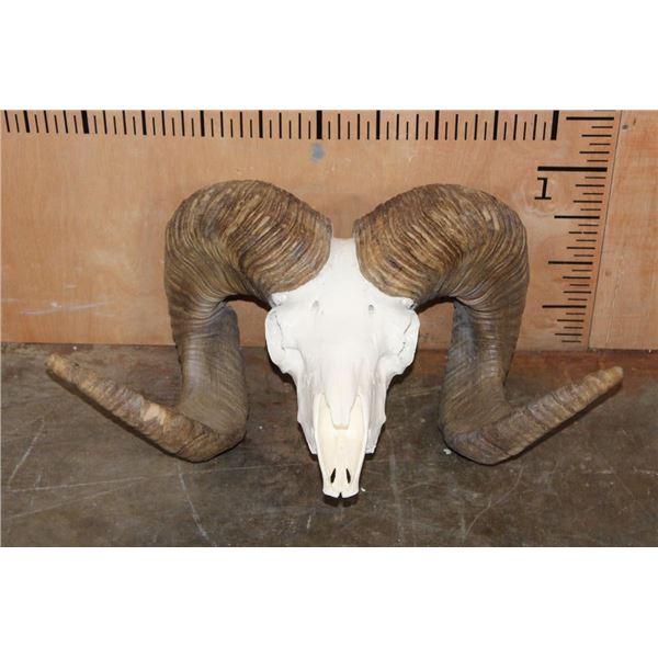*TEXAS RESIDENTS ONLY* ARGALI Skull Cap with *Real Horns* on a Reproduction Skull