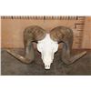 Image 1 : *TEXAS RESIDENTS ONLY* ARGALI Skull Cap with *Real Horns* on a Reproduction Skull