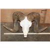 Image 2 : *TEXAS RESIDENTS ONLY* ARGALI Skull Cap with *Real Horns* on a Reproduction Skull