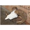 Image 3 : *TEXAS RESIDENTS ONLY* ARGALI Skull Cap with *Real Horns* on a Reproduction Skull