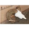 Image 4 : *TEXAS RESIDENTS ONLY* ARGALI Skull Cap with *Real Horns* on a Reproduction Skull