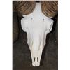 Image 5 : *TEXAS RESIDENTS ONLY* ARGALI Skull Cap with *Real Horns* on a Reproduction Skull