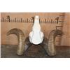 Image 6 : *TEXAS RESIDENTS ONLY* ARGALI Skull Cap with *Real Horns* on a Reproduction Skull