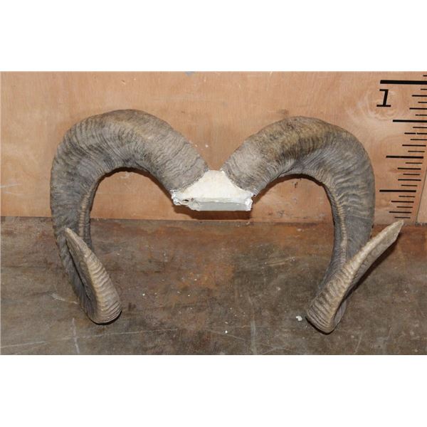 *TEXAS RESIDENTS ONLY* Big URIAL SHEEP Ram Horns on a Skull Cap
