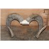 Image 1 : *TEXAS RESIDENTS ONLY* Big URIAL SHEEP Ram Horns on a Skull Cap