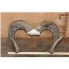 Image 2 : *TEXAS RESIDENTS ONLY* Big URIAL SHEEP Ram Horns on a Skull Cap