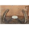 Image 6 : *TEXAS RESIDENTS ONLY* Big URIAL SHEEP Ram Horns on a Skull Cap