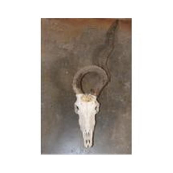 *TEXAS RESIDENTS ONLY* ADDAX Skull with a Horn Deformity and Removable Horns
