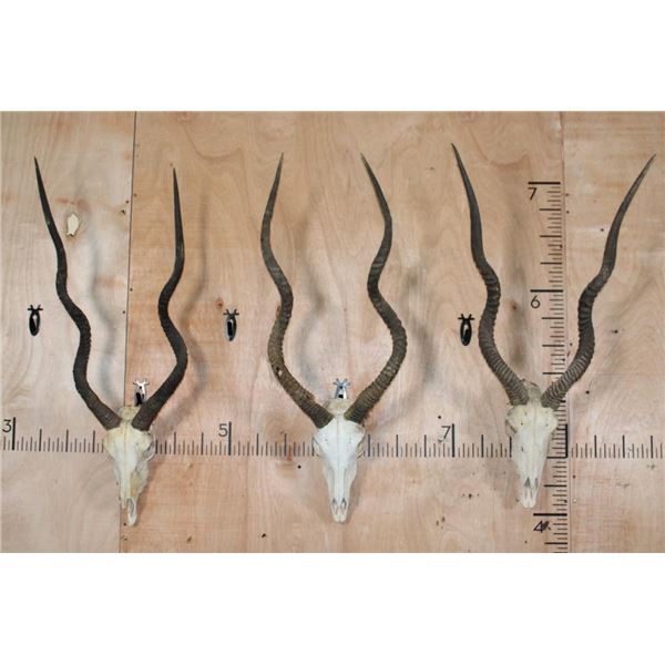 *TEXAS RESIDENTS ONLY* (3) ADDAX Skulls