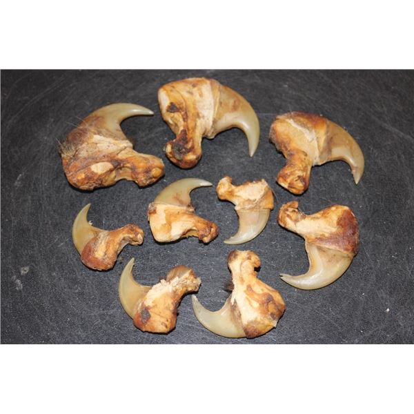 *TEXAS RESIDENTS ONLY* (9) African LION Claws including 2 Big Dew Claws