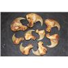 Image 1 : *TEXAS RESIDENTS ONLY* (9) African LION Claws including 2 Big Dew Claws