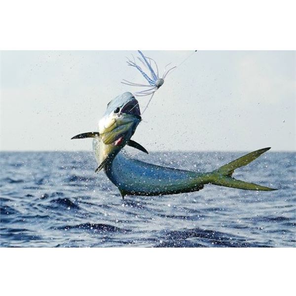 Offshore Fishing Trip on a 60-Foot Spencer Custom Carolina Sportfisherman 6 People, 1 Day Donated by