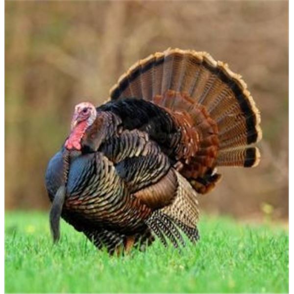 Blue Lands Plantation Turkey Hunt 2 People, 1 Day Donated by Jamie Walker