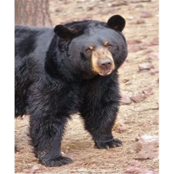 Eastern North Carolina Trophy Black Bear Hunt 1 Person, 4 Days Donated by Chris Hawkins