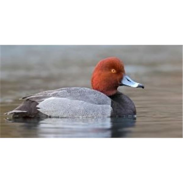 Box Blind Duck Hunt -  Pamlico Sound, North Carolina - 4 People, ½ Day Hunt - Donated by Killum Guid