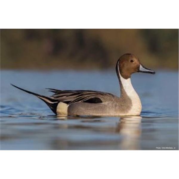 Louisiana Duck Hunt and Fishing Trip - 2 People, 3 Days Ducks Plus Hunting Lodge - Houma, LA - Milto