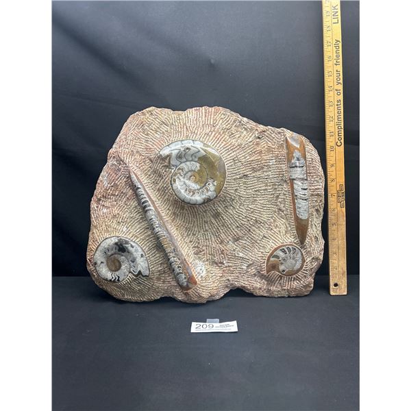 Heavy 17" wide Orthaceras and Ammonite Fossils on a Matrix Plate