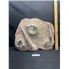 Image 1 : Heavy 17" wide Orthaceras and Ammonite Fossils on a Matrix Plate