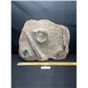 Image 2 : Heavy 17" wide Orthaceras and Ammonite Fossils on a Matrix Plate