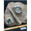 Image 4 : Heavy 17" wide Orthaceras and Ammonite Fossils on a Matrix Plate