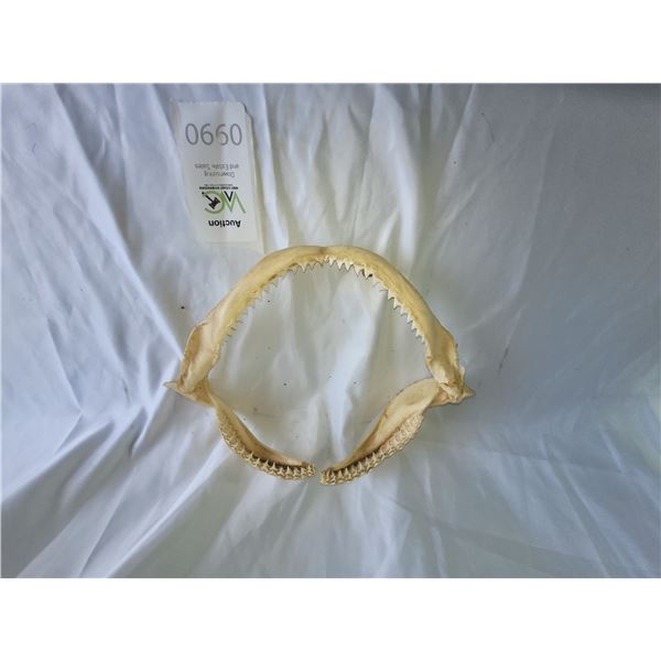 Bull Shark Jaw A SC1