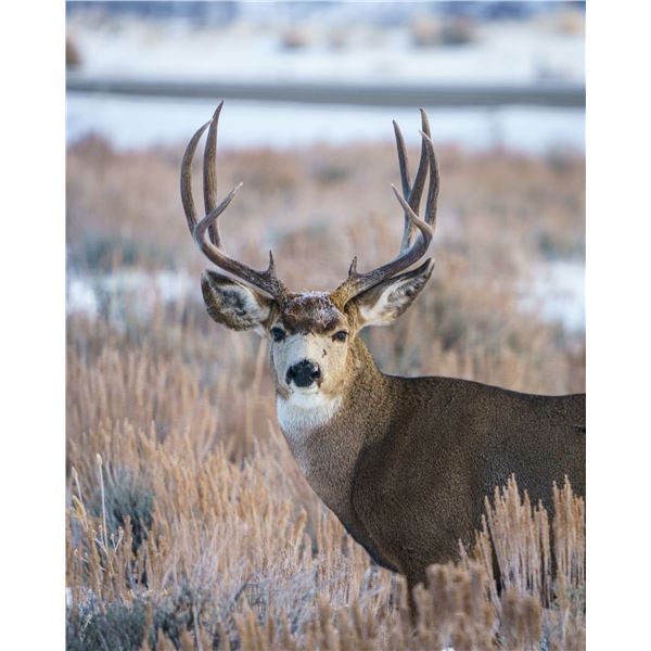 2026 Wyoming Commissioner Tag Auction (Elk, Mule Deer, Pronghorn)
