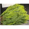 Image 3 : 12-Pack of 18" Norfolk Pine Branches/Artificial Pine Stems for DIY Faux Greenery Plant Decor - New