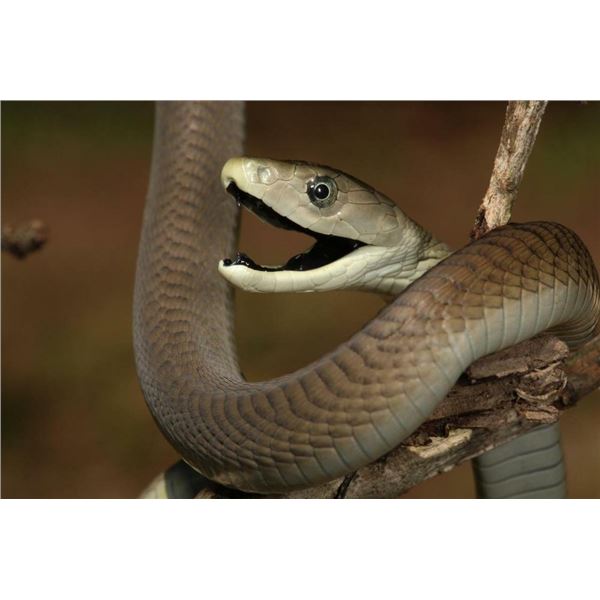 Black Mamba snake reprint photo